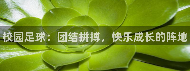 巅峰国际下载链接入口官网网址